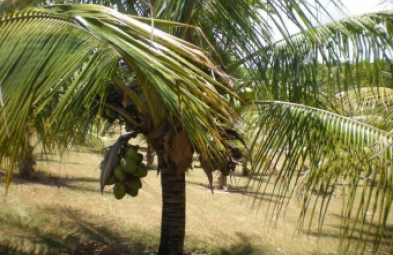Fazenda para venda em Arandu